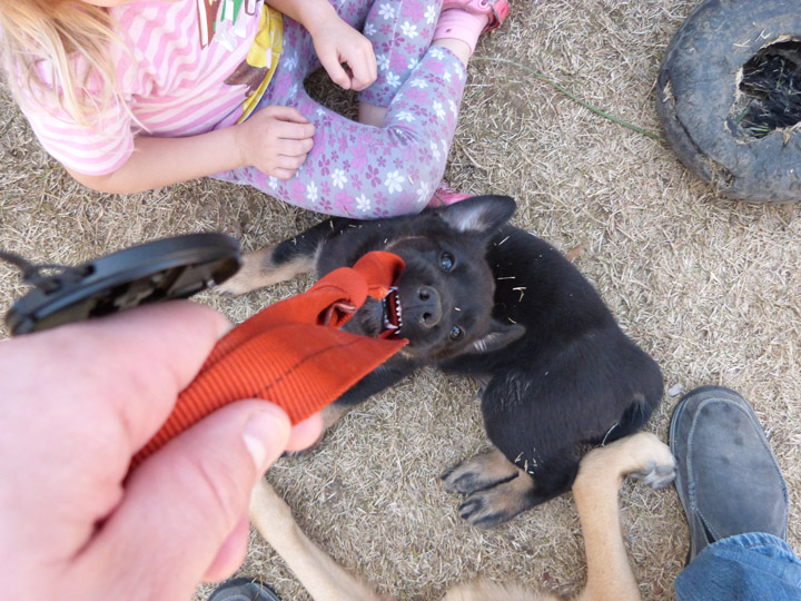 chinook dog